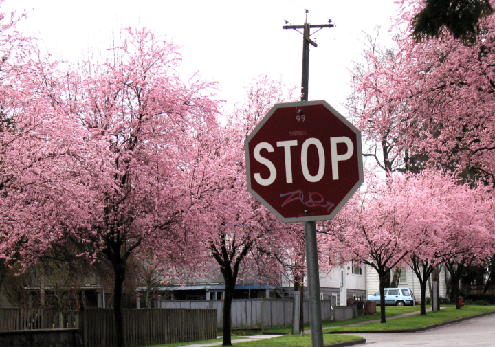 Flowering pink trees