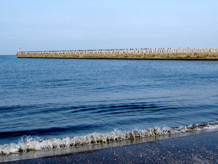 Pier at Makuhari beach with birds