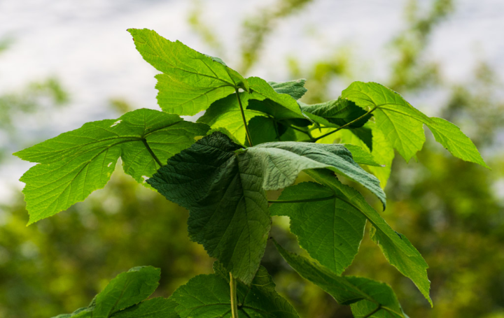 The leaves are still green