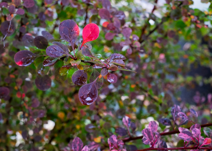 One red leaf stands out