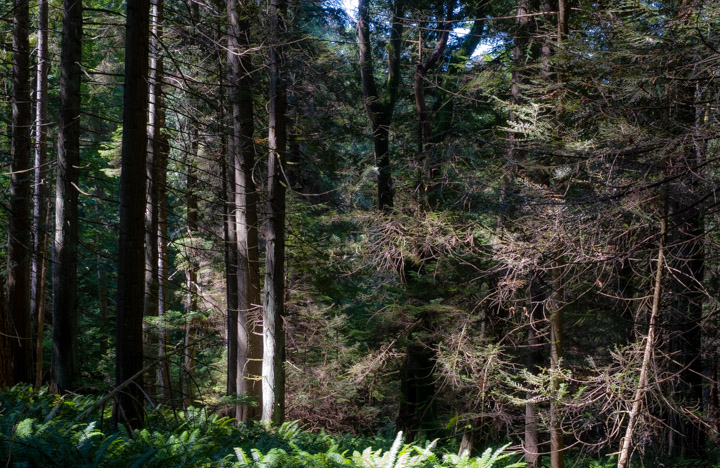 Forest on Keats Island