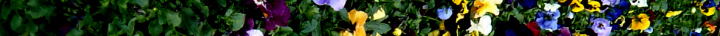 Header graphic: Pansies at Murrayâ€™s detail