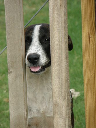 Cuero Texas dog