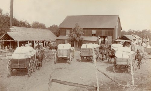 O'Quinn Texas - taking cotton to gin