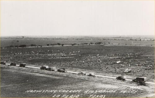 La Feria Tx - Carrot Harvest 