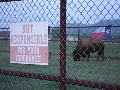 Buffalo and sign in Buffalo Gap