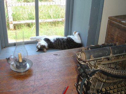 Cat Nap in first Taylor county courthouse, Buffalo Gap, Texas