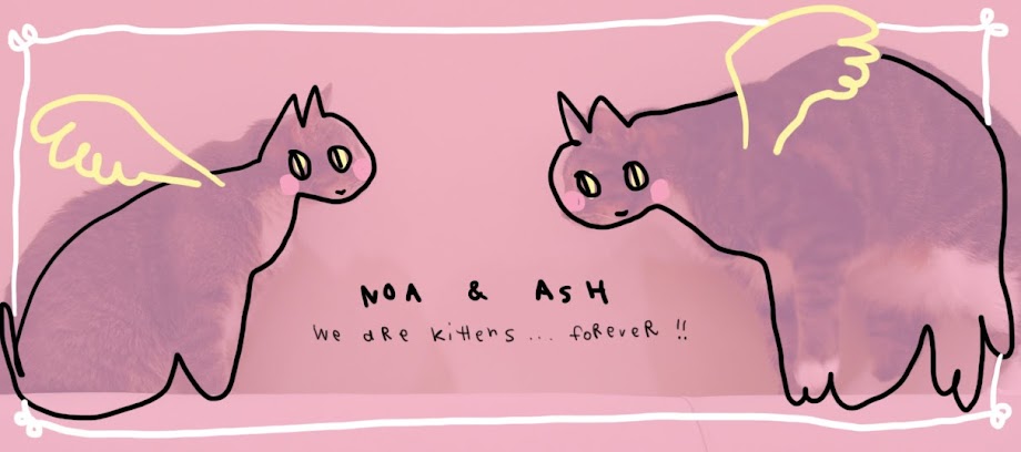 NOA & ASH - WE ARE KITTENS FOREVER!!