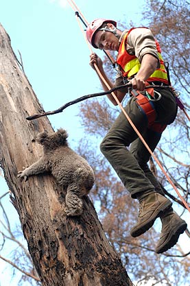 [koala.jpg]