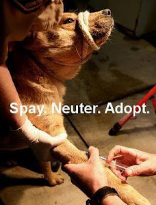 Spay. Neuter. Adopt.