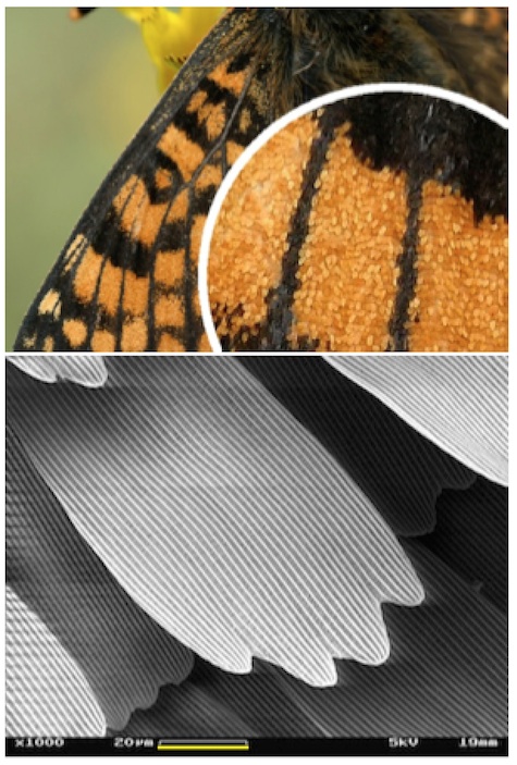 ButterflyWingDetail.jpg