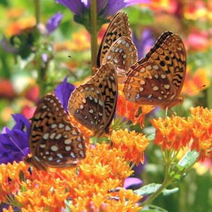 OrangeButterflyWeed.jpg