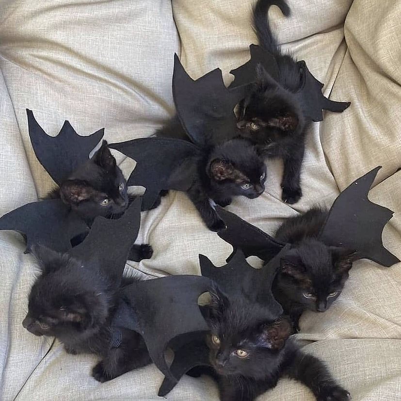 batcats.jfif