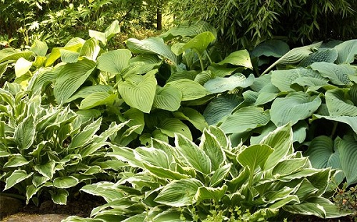 hosta-shade-garden.jpg