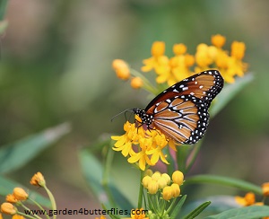 mexican-milkweed-silky-gold-g-300.jpg