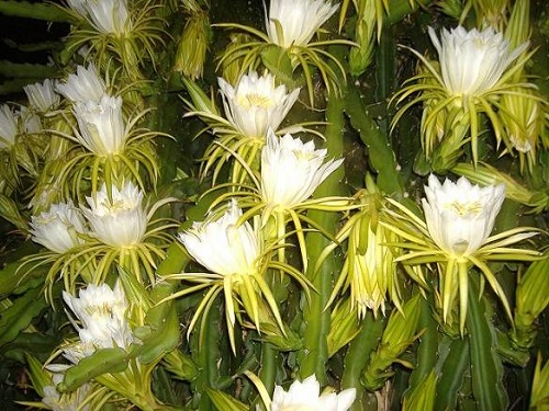 night_flowering_dragon_fruit.jpg