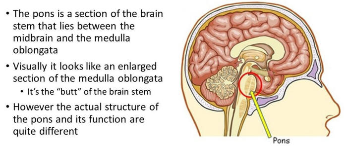 The pons is part of the brainstem