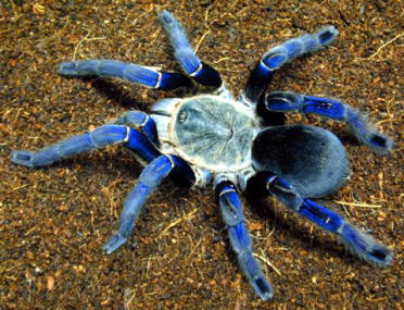 Cobalt Blue (Haplopelma lividum) from http://www.bighairyspiders.com/pic_cobalt.shtml