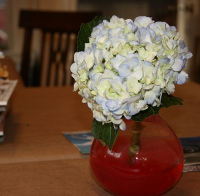 hydrangea