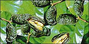 Kola nuts