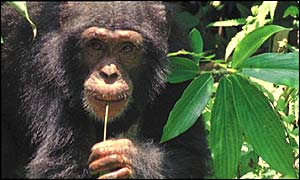 Chimp (BBC)