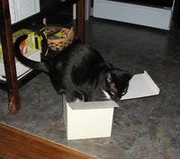 Salem works on getting into that small box