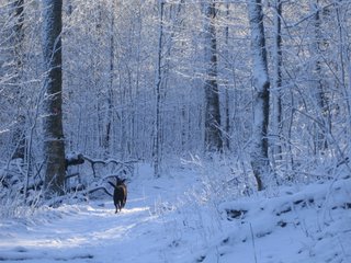 On the trail up Mr. Arab with Cleophilus of the North