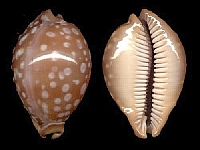 Un Cyprae leucodon (Cowry). L'un des plus beaux coquillages de ma collection.