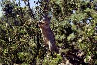 Kaibab Squirrel