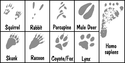 Animal tracks