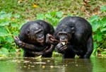 New Research Shows Chimps Are Even More Like Us Than We Thought