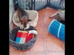 ‘Step Dog’ Babysits a Litter of Kittens