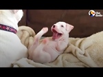 Puppy Born Without Front Legs Finds Loving Parents