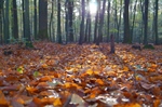 A Case For Fallen Leaves