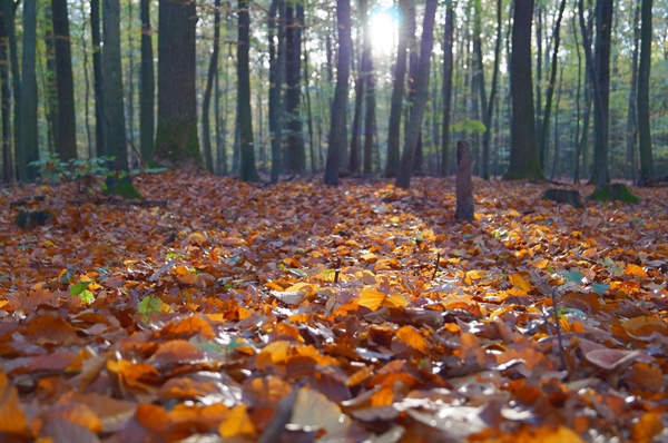 A Case For Fallen Leaves