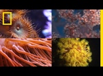 Our Planet's Beautiful Coral Reefs