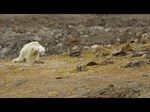 Starving Polar Bear Shows The Impacts of Climate Change