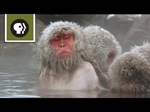 Snow Monkey Spa