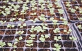 Is Urban Farming The Answer to Food Security?