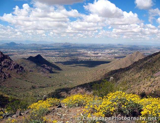 Sonoran Desert Wildflowers, Arizona