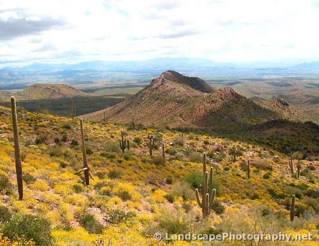 Sonoran Desert Wildflowers, Arizona