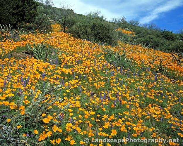 Sonoran Desert Wildflowers, Arizona