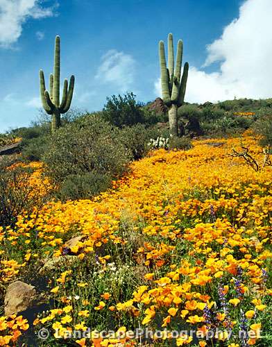 Sonoran Desert Wildflowers, Arizona