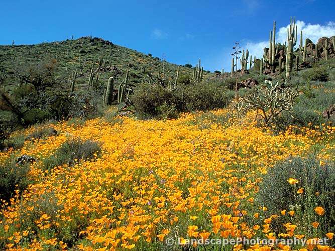 Sonoran Desert Wildflowers, Arizona