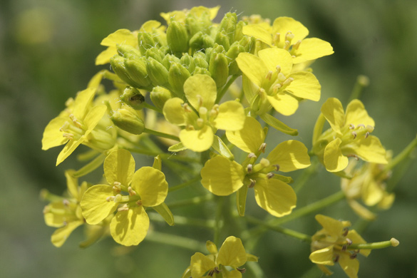 WildMustard.jpg