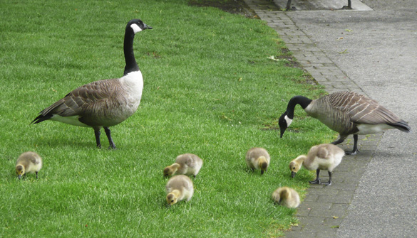 goslings.jpg