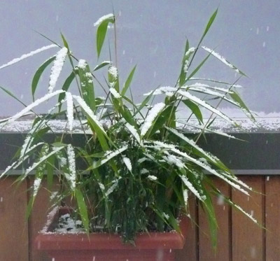 snowybamboo.jpg