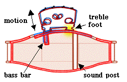 cross section of violin