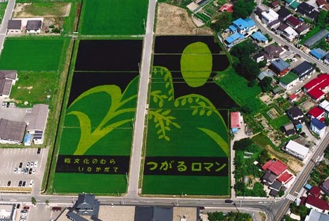 Rice field art -- 