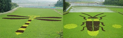 Rice field art -- 